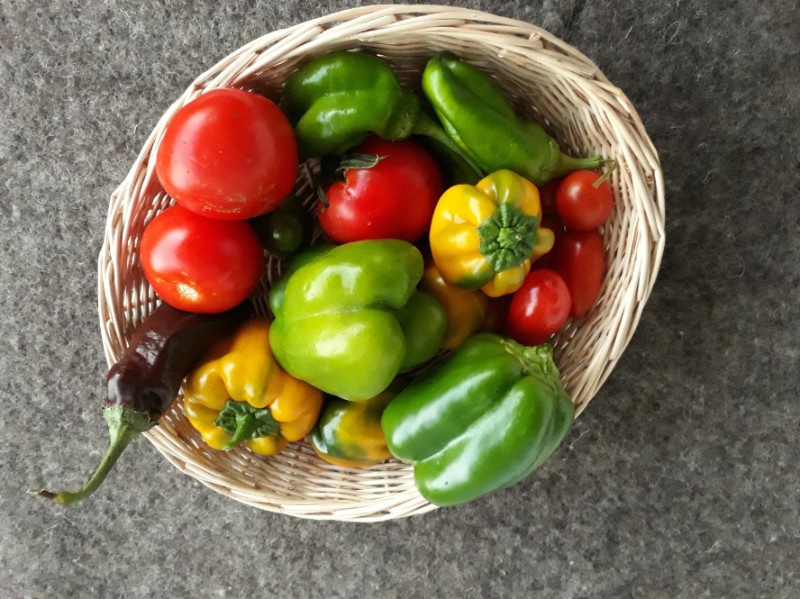 Grüne, gelbe und braune Paprika, Tomaten, Pfefferoni in einem Korb. Foto: Reisinger