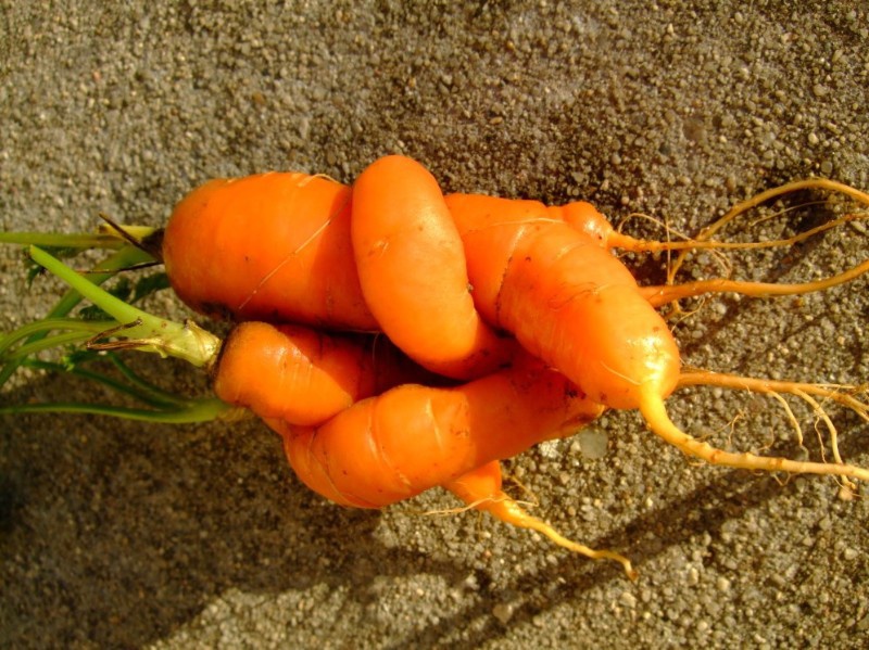 Zwei Karotten, die ineinander verschlungen, gewachsen sind. Foto: 183772_original_r_k_by_markus stach_pixelio.de.jpg