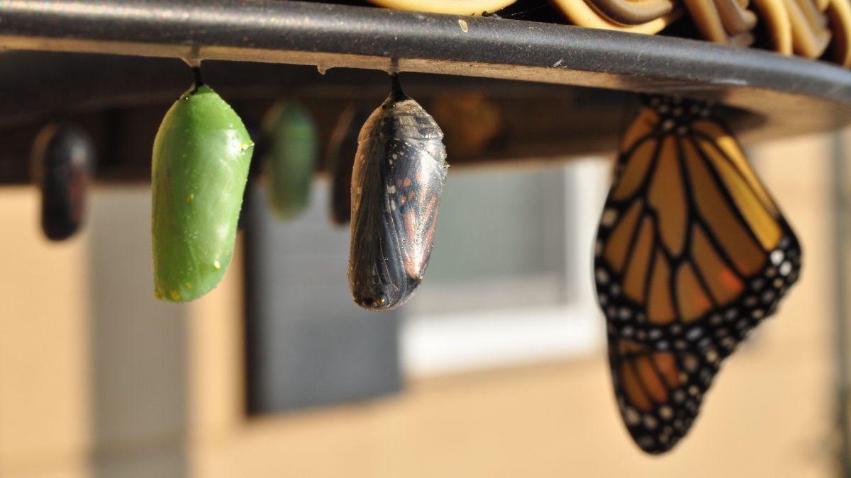 Schmetterlingspuppen in verschiedenen Stadien und ein noch nicht entfalteter Schmetterling.