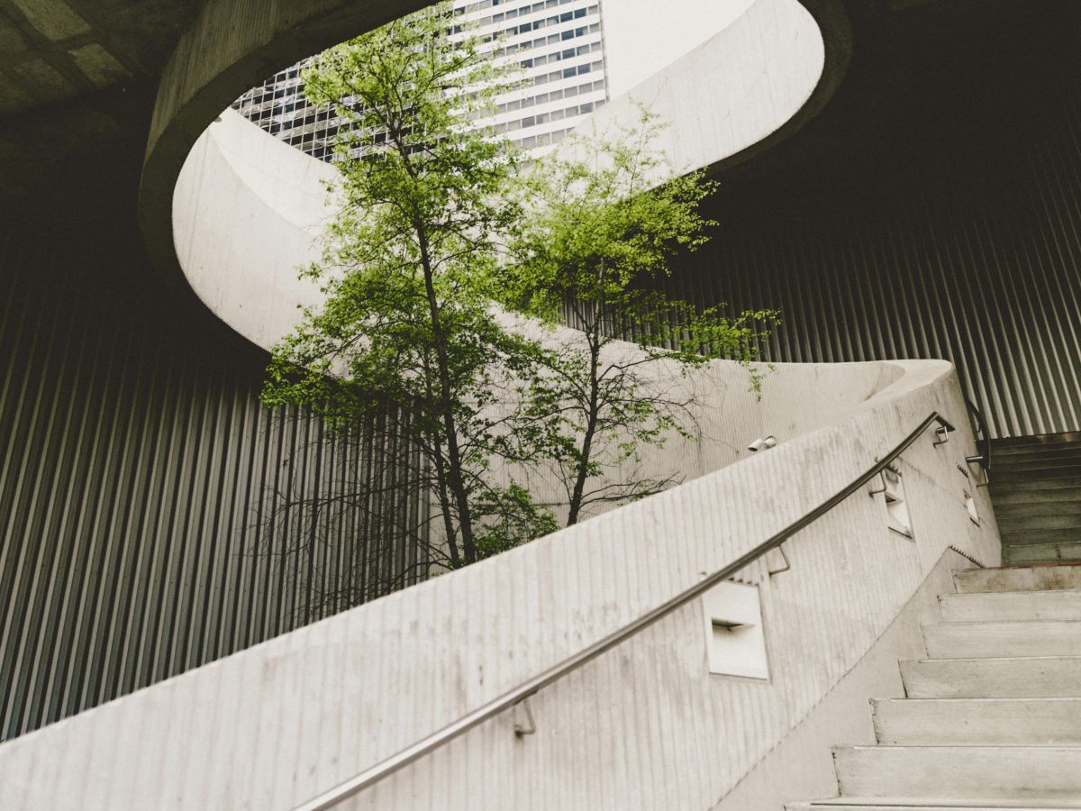 Ein Baum wächst in mitten einer Wendeltreppe aus Beton hinauf durch die Öffnung ins Freie.