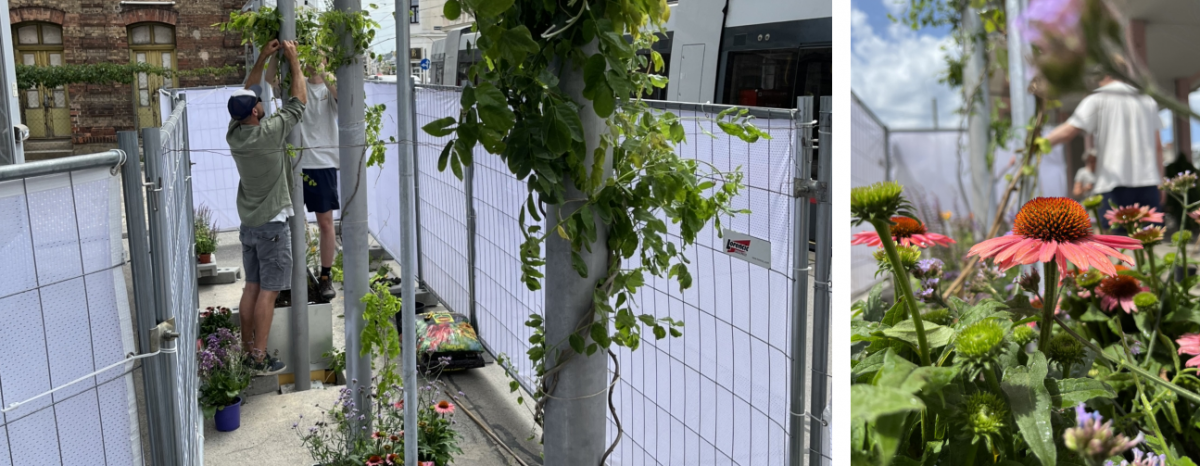 links: Pflanzen werden eingesetzt und an den Rankhilfen befestigt. rechts: Nahaufnahme der Blüten des Roten Sonnenhuts.