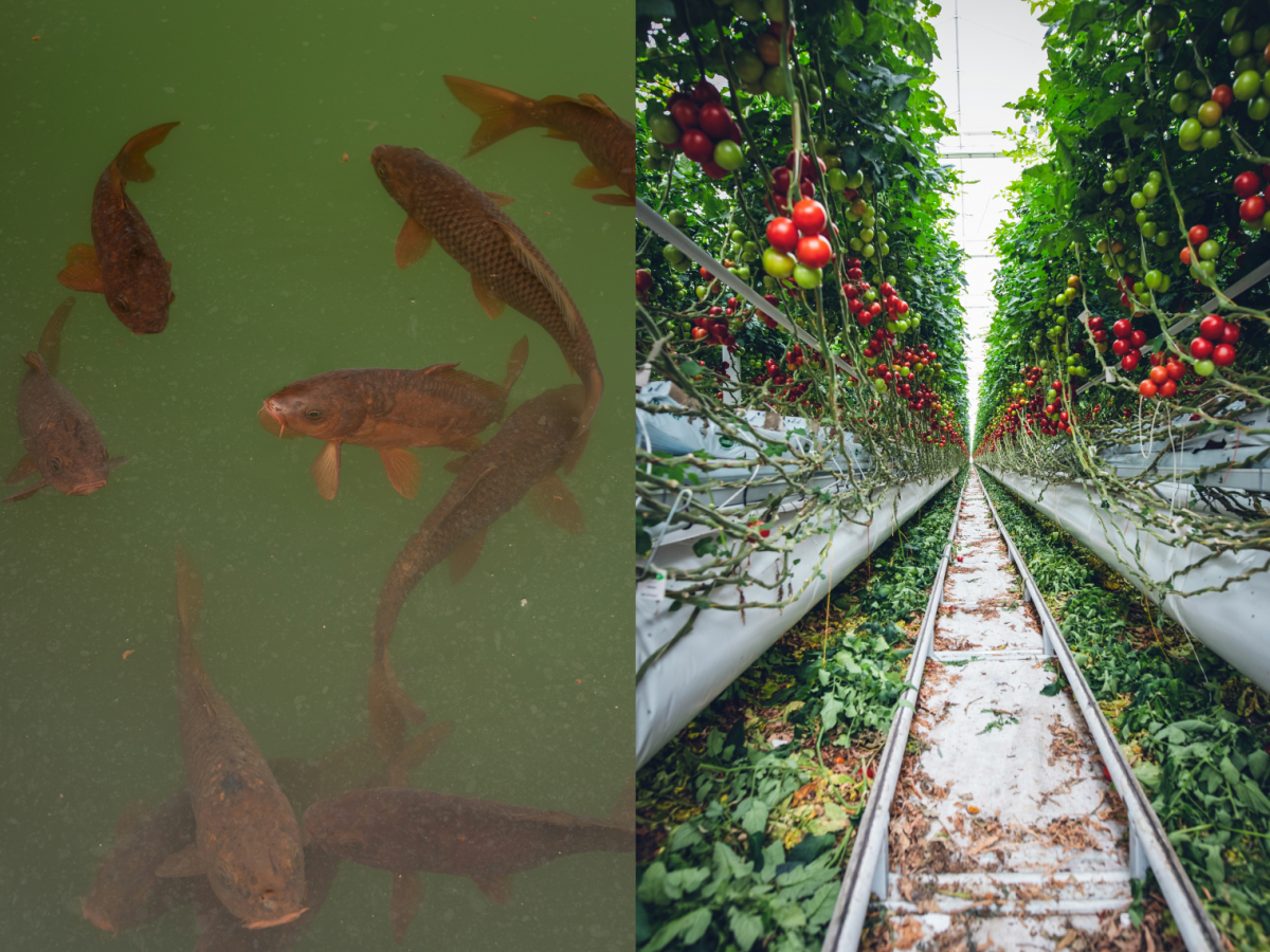 Foto links zeigt junge Welse in einem Fischzuchtbecken. Foto rechts Tomatenpflanzen mit Früchten in verschiedenen Reifegraden in einem Gewächshaus.