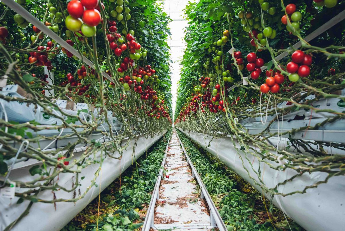 beispielbild-fuer-aquaponikanlage-f-markus-spiske-unsplash