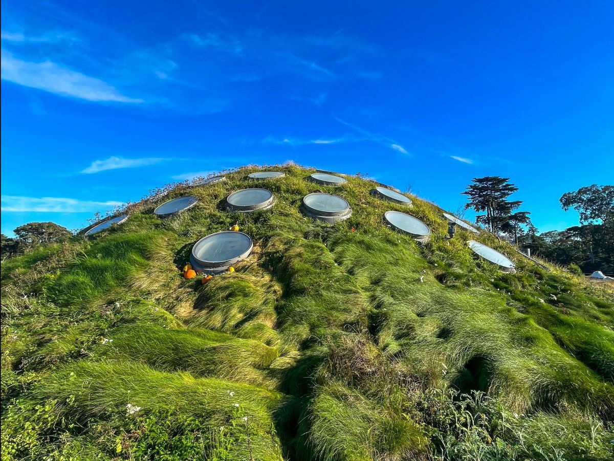Begrüntes, hügelartig geformtes Dach eines Gebäudes mit dichtem, wild wachsendem Gras, in das mehrere runde Dachfenster eingelassen sind; die Vegetation wirkt windgeformt, darüber ein klarer, intensiv blauer Himmel.