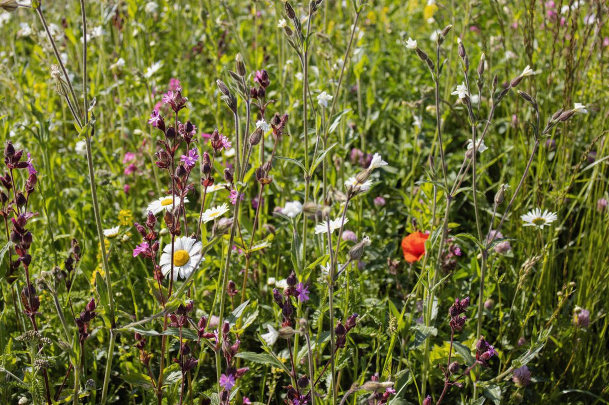 Bunte Wildblumenwiese mit weißen Margeriten, violetten und rosa Blüten sowie einer einzelnen roten Mohnblume zwischen grünem Gras im Sonnenlicht.