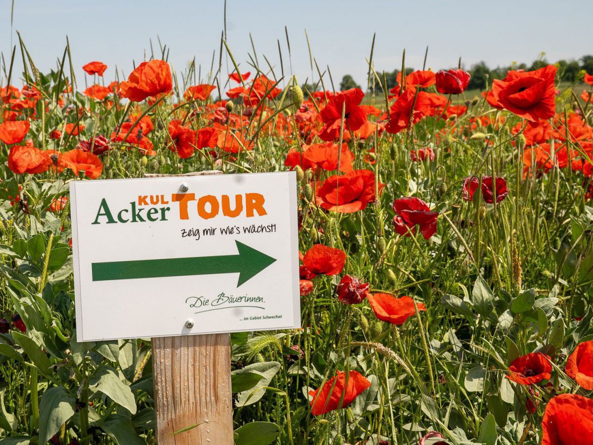 Ein Feld aus leuchtend Rot blühenden Mohnblumen, davor ein Hinweisschild mit Wegweiserpfeil worauf steht: AckerKulTOUR - zeig mir wie's wächst! Die Bäuerinnen. ... im Gebiet Schwechat