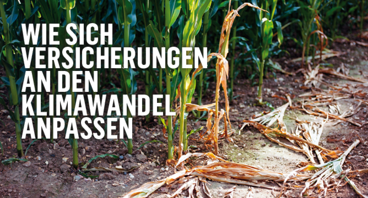 Wie sich Versicherungen an den Klimawandel anpassen. Das Bild zeigt ein Maisfeld mit einigen vertrockneten Pflanzen.