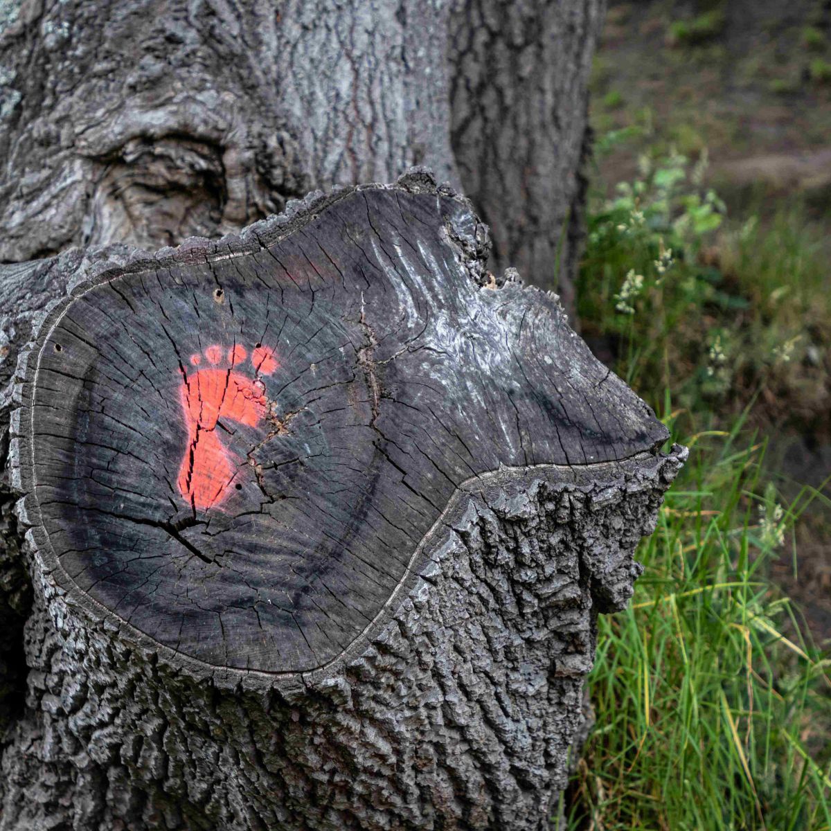 Ein abgesägter Baumstumpf mit dunkler Holzfläche und auffälliger roter Markierung steht im Vordergrund. Im Hintergrund sind der Baumstamm, Gras und ein Waldweg zu sehen. Die Aufnahme zeigt die raue Rinde und die deutlich sichtbaren Jahresringe des Holzes.