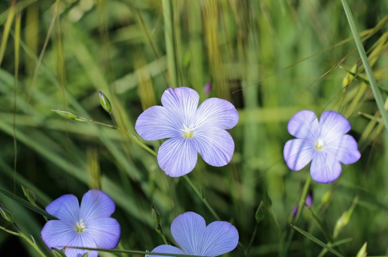 Leberblümchen. Foto: Fotolinchen-istock
