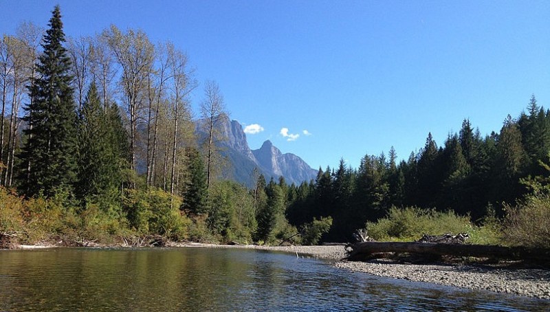 Westliche Balsampappeln am Ufer eines Flusses in British Columbia, Canada
