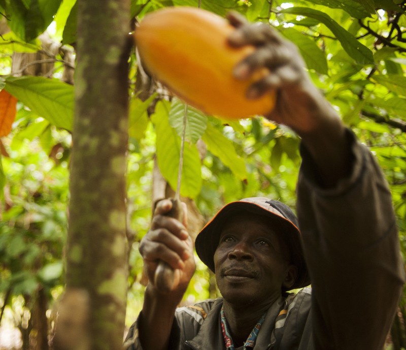 Bauer erntet Kakaofrucht mit Machete. Foto: Fairtrade - Stpierre