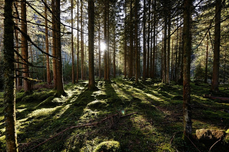 Sonnenstrahlen blitzen durch den Wald. Foto: BMLFUW Alexander Haiden
