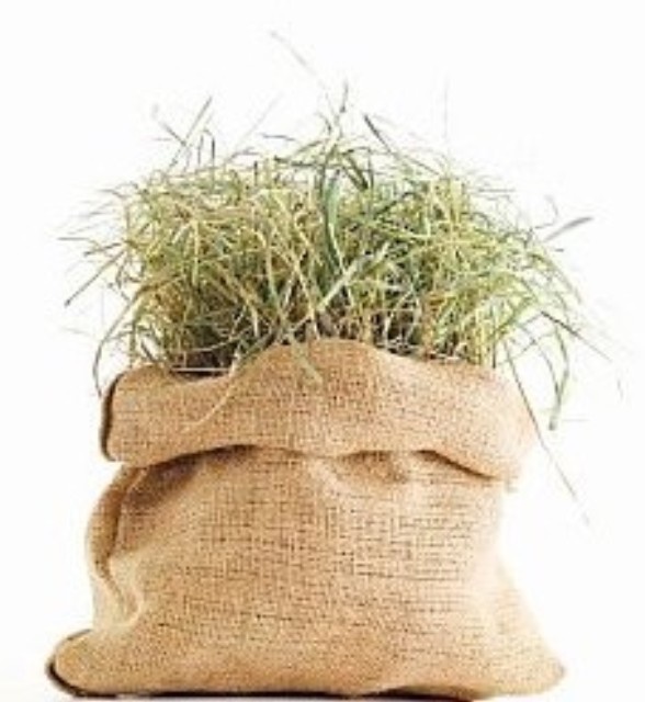 Foto: Istock