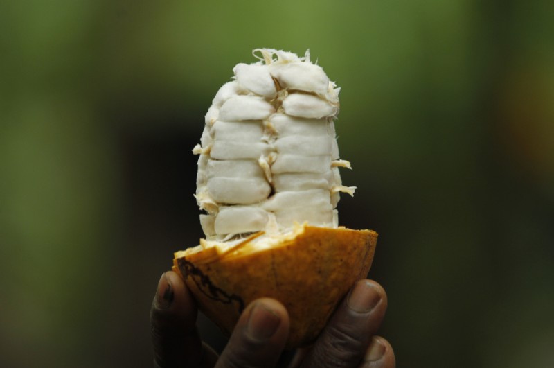Geöffnete Kakaoschote. Foto: Fairtrade Österreich, Gnago