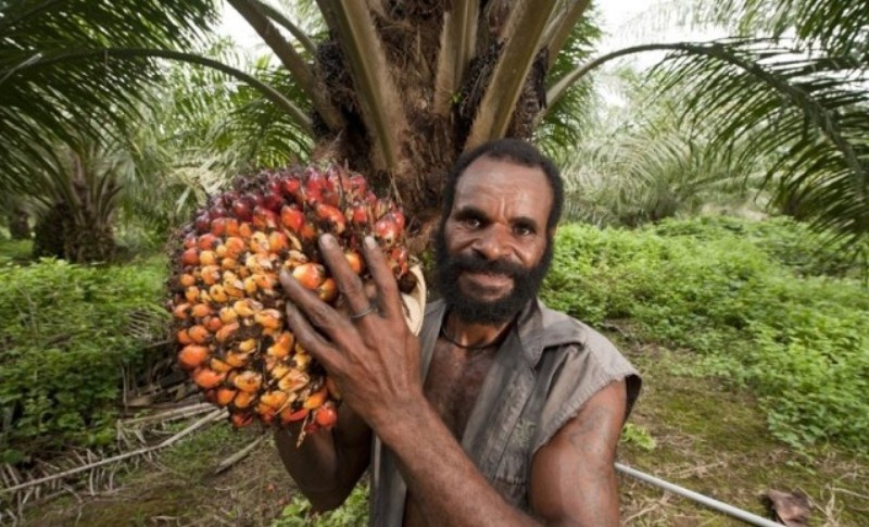 Palmöl Plantagenarbeiter bei der Ernte. Foto_ Jürgen Freund WWF Canon