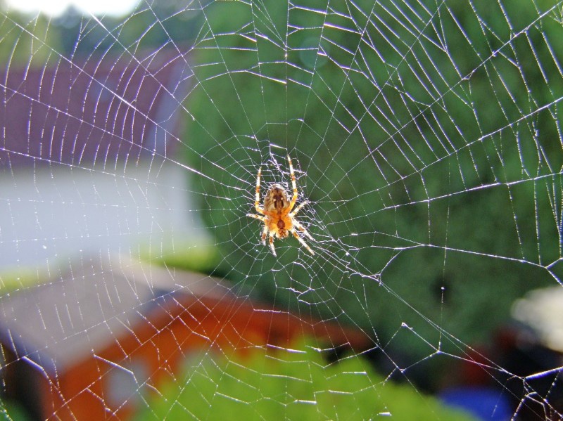 spider-113208_1920-c-pixabay-cc-laborratte