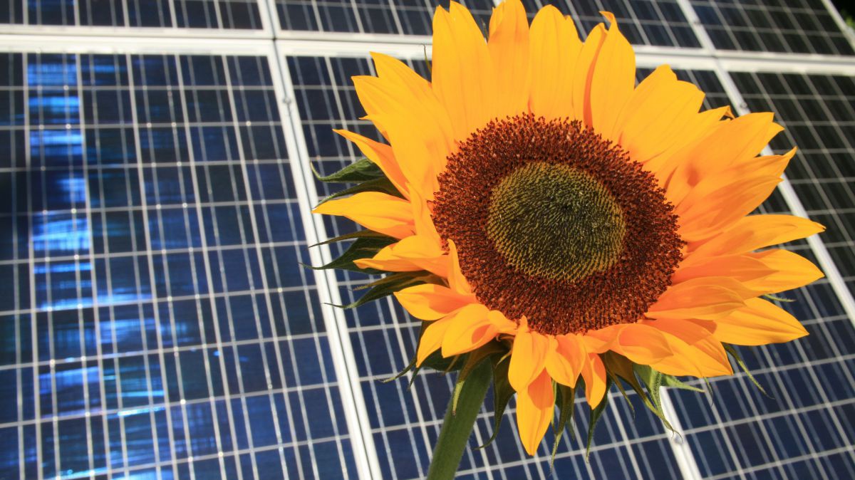 Sonnenblume, Solar Panels