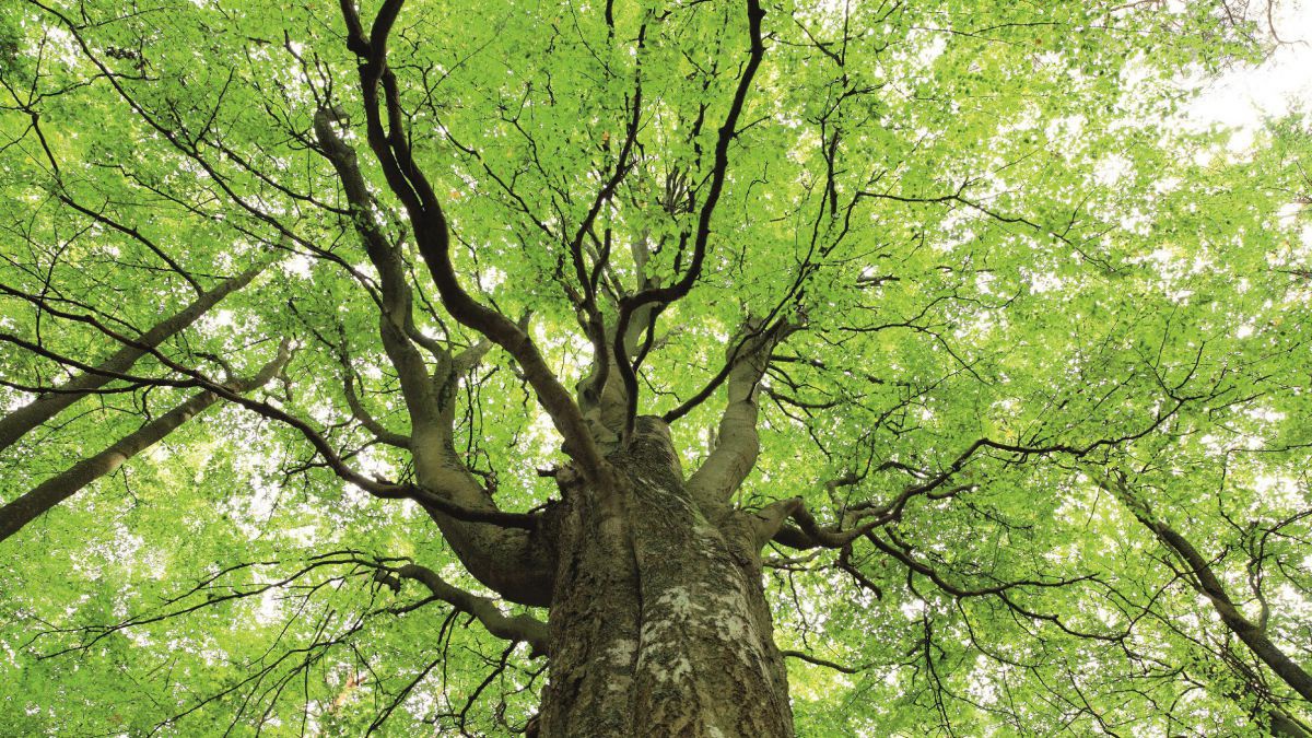 ein Blick von unten in die grüne Krone eines riesigen Baumes