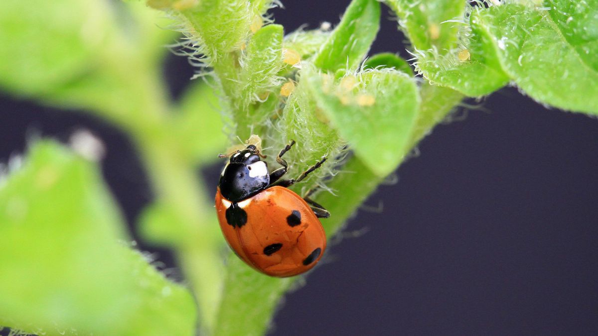 Marienkäfer, die Blattläuse fressen, tragen zu natürlicher Schädlingskontrolle in Agrarlandschaften bei – sowie viele andere räuberische Insektenarten. 