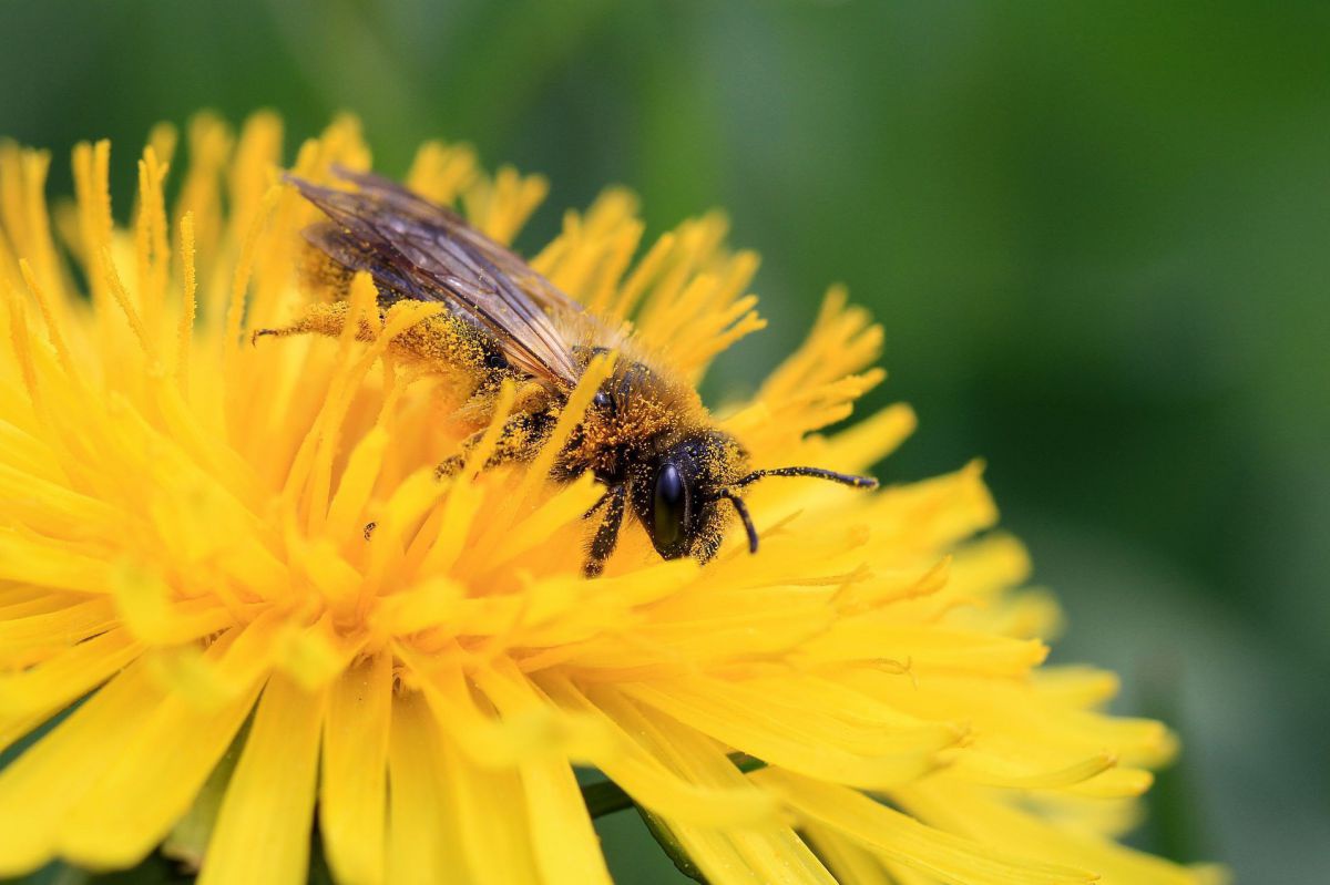 Eine mit Pollen beladene Wildbiene als Beispiel für die wertvollen Leistungen von zahlreichen Bestäubern in Agrarlandschaften.