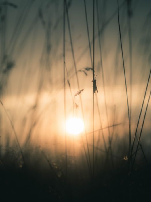 Im Licht der untergehenden Sonne sitzt ein Grashüpfer an einem Halm im hohen Gras.