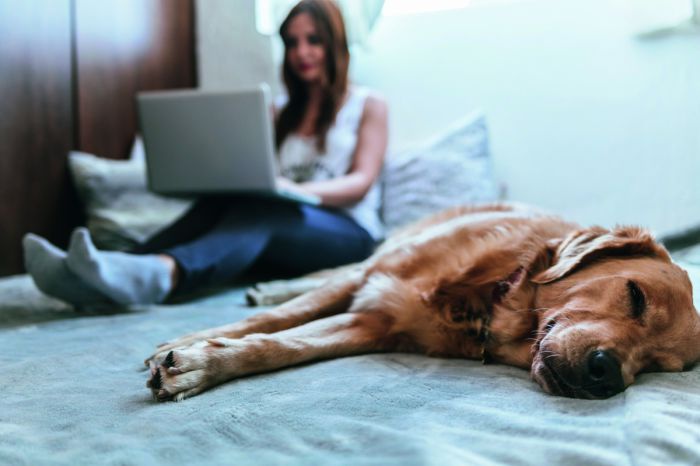 Eine Frau sitzt mit dem Laptop auf dem Schoß auf einem großen Bett, neben ihr, im Bildvordergrund, liegt ein dösender Labrador.